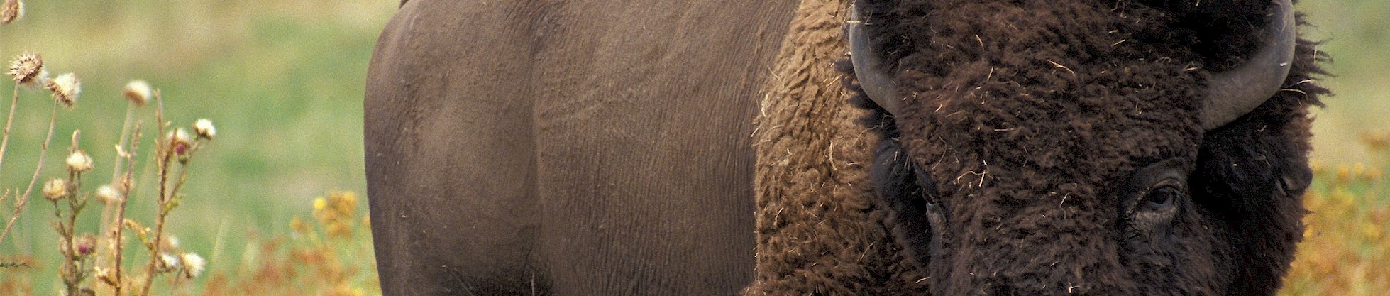 Bison, showing especially a close up of eyes, fur, and horns. 